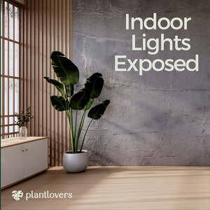 Seeing Beyond: Indoors Lights Exposed