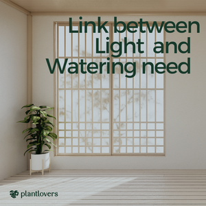 The link between available light and watering need
