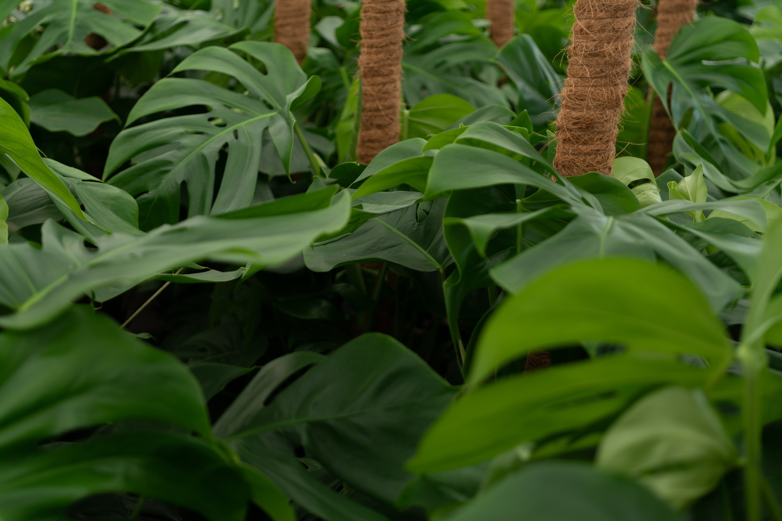 Take Your Monstera To New Heights Repotting With A Moss Pole Plantlovers take-your-monstera-to-new-heights-repotting-with-a-moss-pole-plantlovers