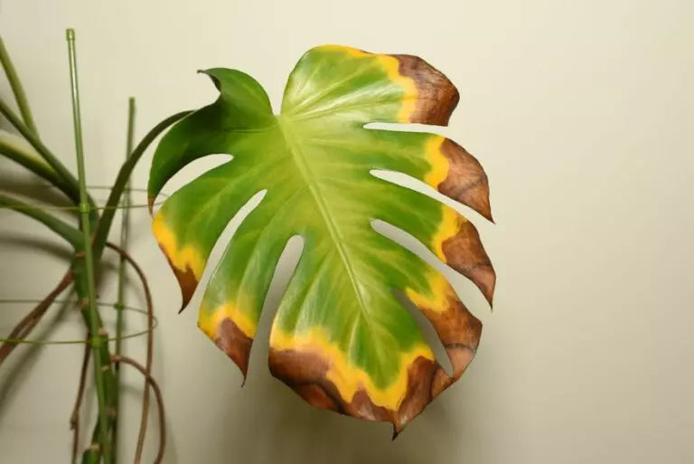 rhaphidophora variegata Rhaphidophora hongkongensis 'Mint' Variegata Large