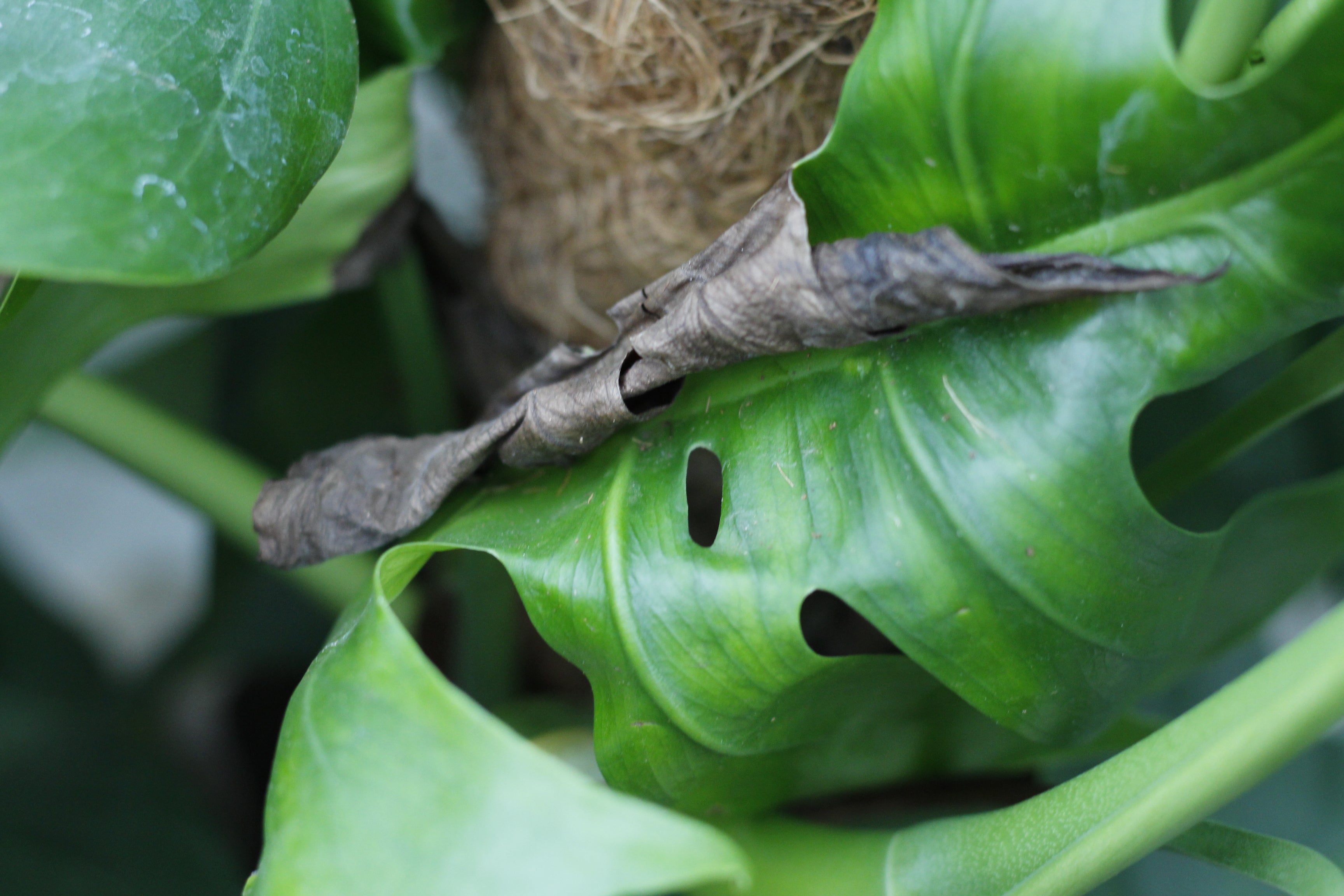 philodendron black cardinal standort Philodendron 'Black Cardinal' – Sprouts of Bristol
