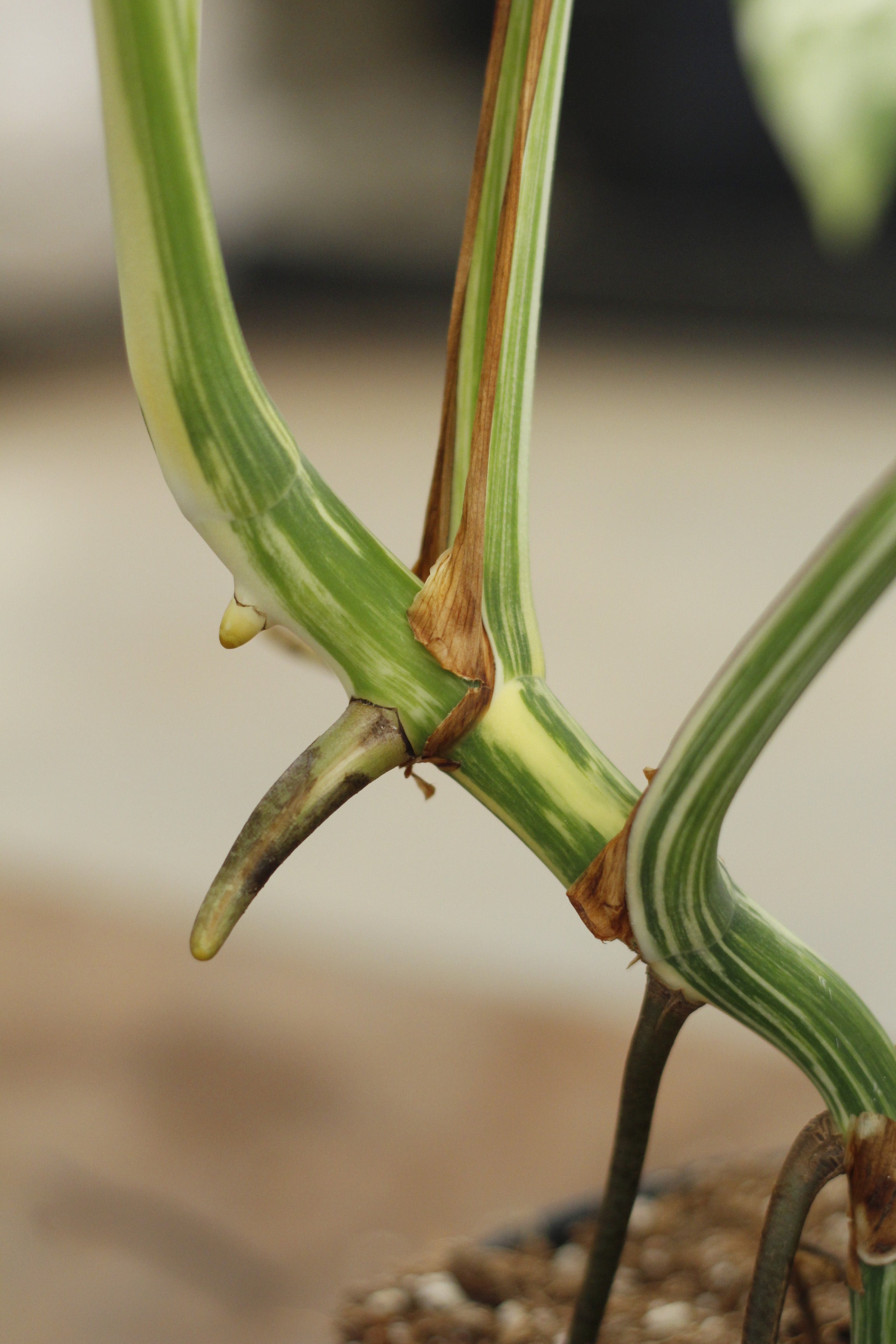 philodendron albo variegata Philodendron atabapoense variegata albo main image 1