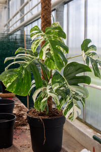 Monstera Variegata care: The do's and don'ts to keep your plant happy