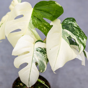 Care Guide: Unleash the Beauty of the extra white Monstera Variegata