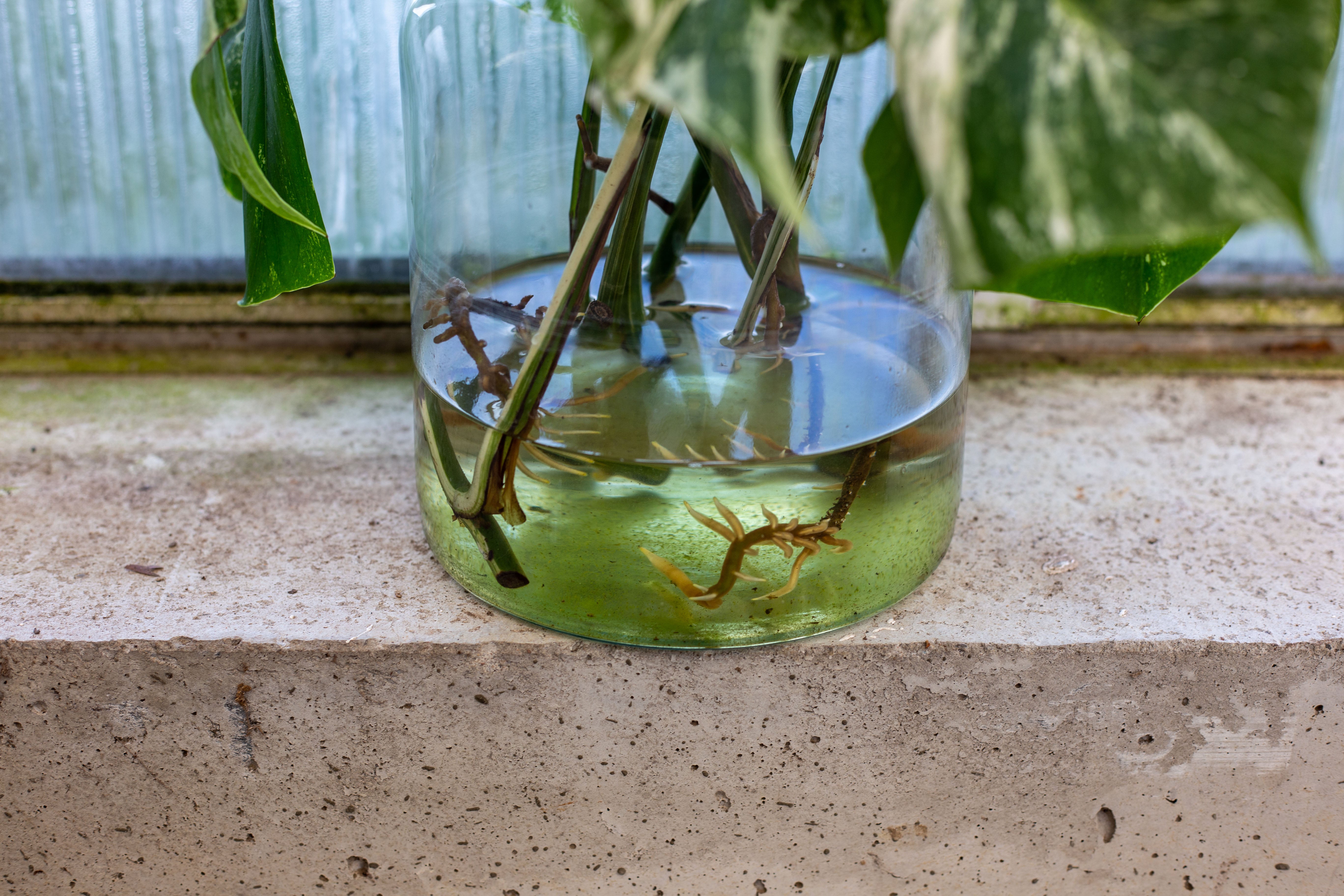 goldfish plant 4