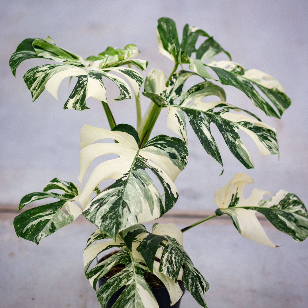 monstera thai constellation nl Monstera Thai Constellation Houseplant with Planter - Large (2'-3' tall) Cement Grey Planter