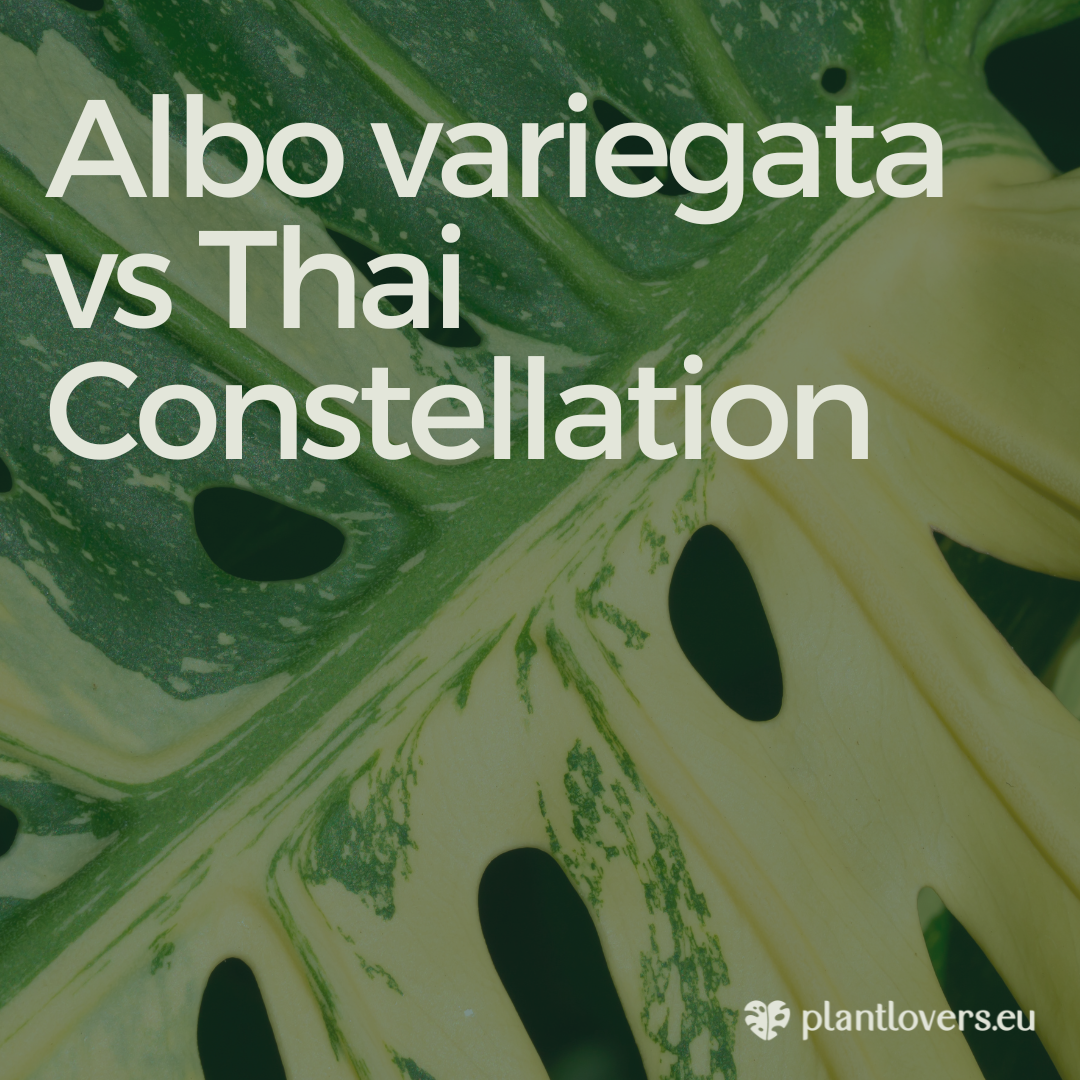 Monstera albo vs Thai constellation: what's the difference?  Plantlovers