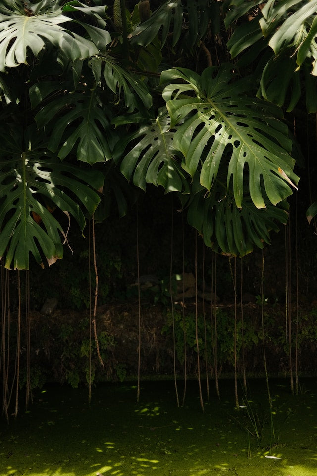 Verwalten von Luftwurzeln auf Monstera-Pflanzen: Tipps fr eine gesund   Plantlovers