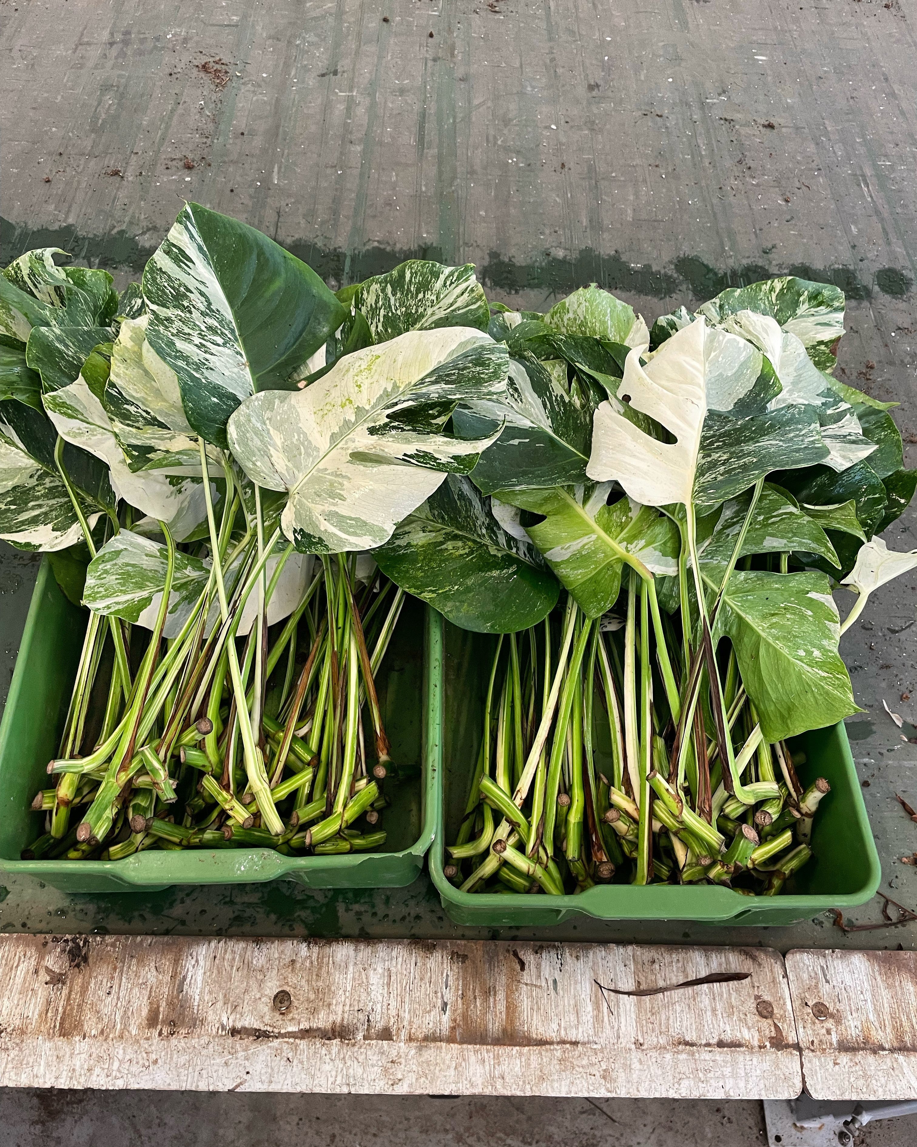 Wie wird eine Monstera Variegata vermehrt?  Plantlovers