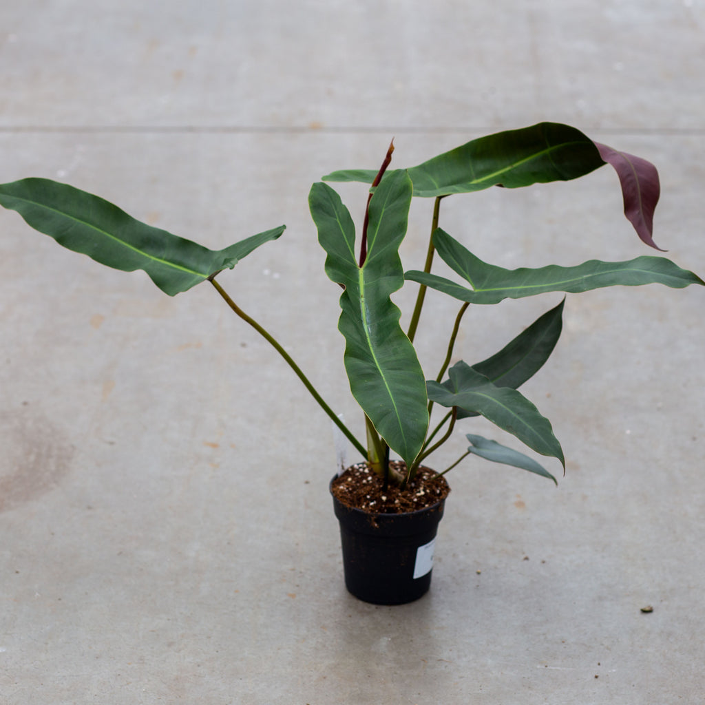 Buy your Philodendron Abatapoense straight f'rom our greenhouse –  Plantlovers