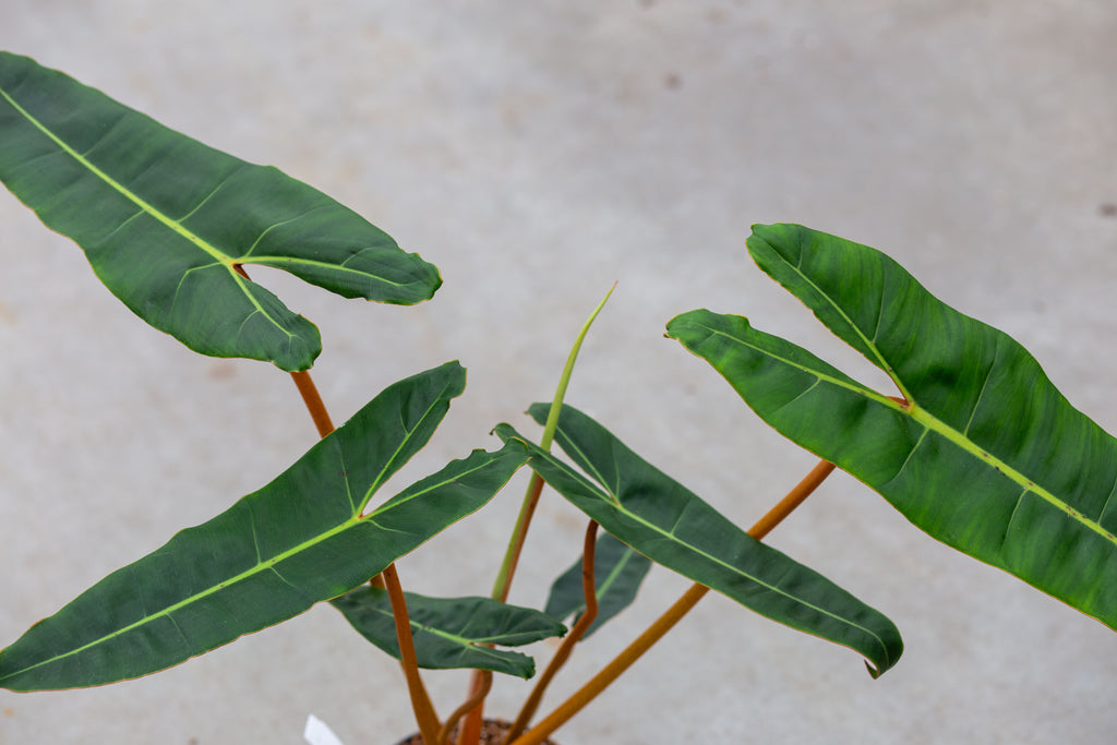 philodendron billietiae mature Philodendron Billietiae – Exotic Tropical Plant – Available in 12 cm Pot – Plantlovers