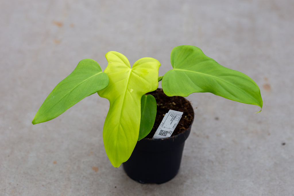 Philodendron bipennifolium 'Gold' – Plantlovers
