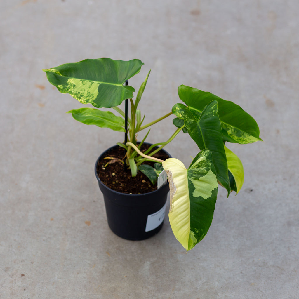 philodendron burle marx indoor Philodendron 'Burle Marx' variegata – Plantlovers