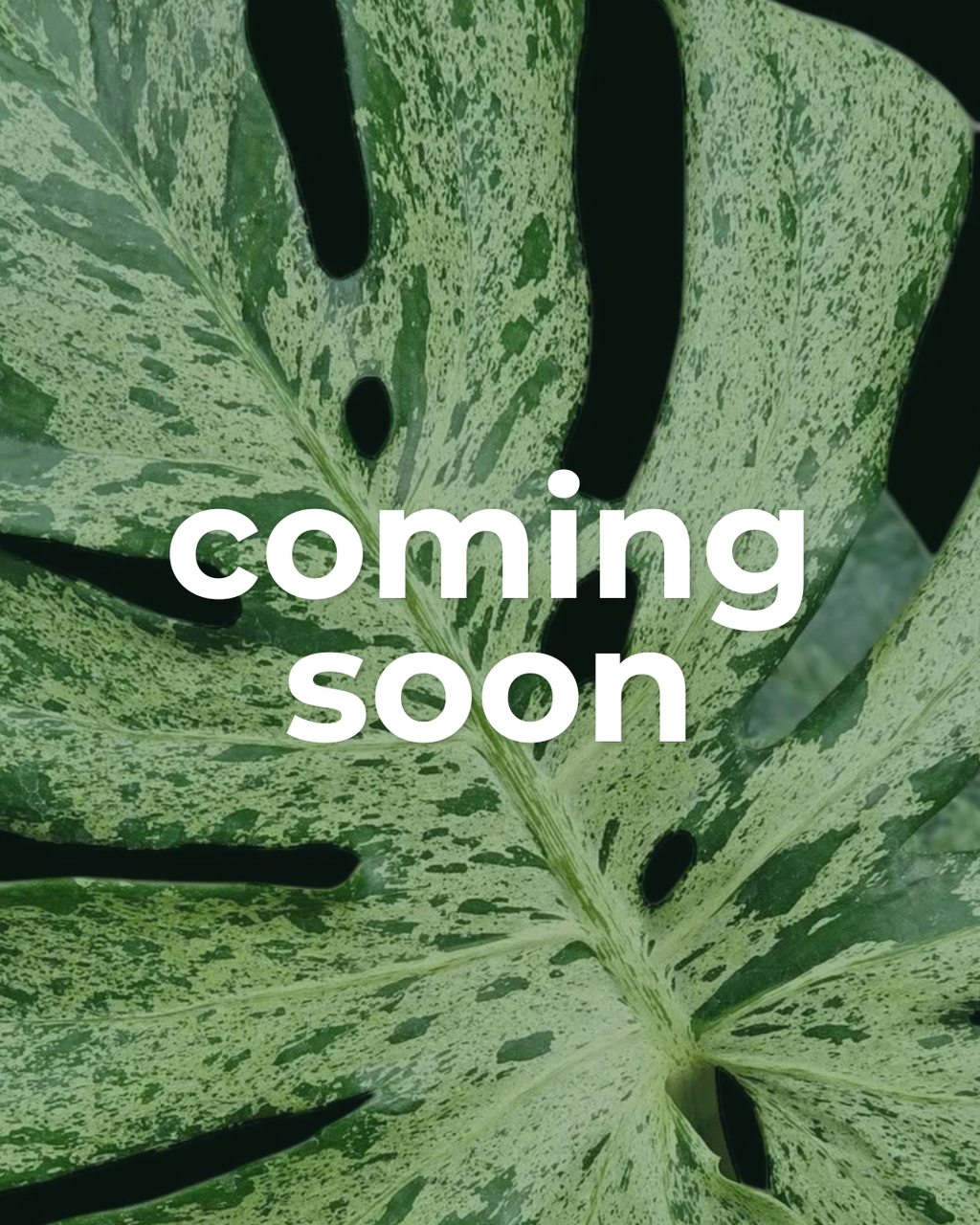 monstera pronounce Monstera deliciosa 'Bulbasaur' – variegated Monstera – pot 12 – Plantlovers