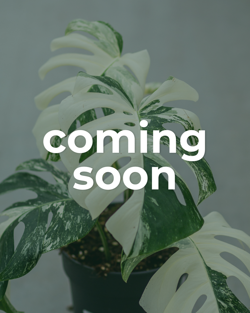 Plantlovers' Choice Monstera Variegata | Unique & Rare