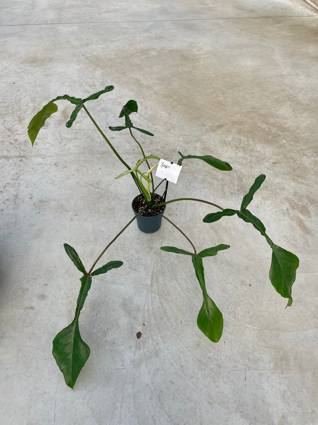 philodendron joepii price philippines Philodendron joepii – Plantlovers
