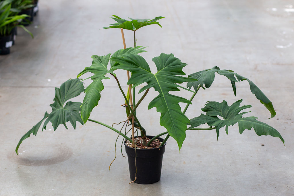 green dragon philodendron care Philodendron 'Green Dragon' – Plantlovers
