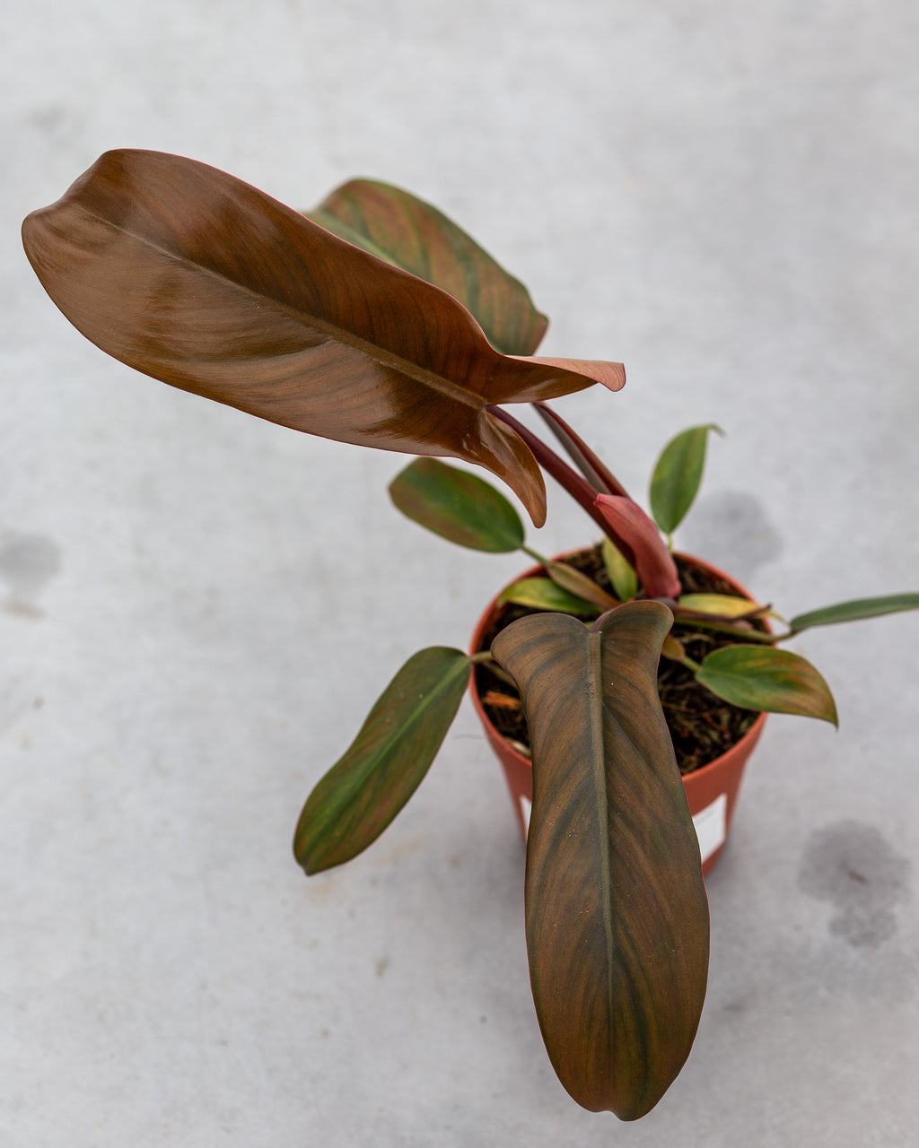 bronze philodendron Philodendron Florida Bronze – Stunning Bronze Foliage – Available in 12 cm Pot – Plantlovers