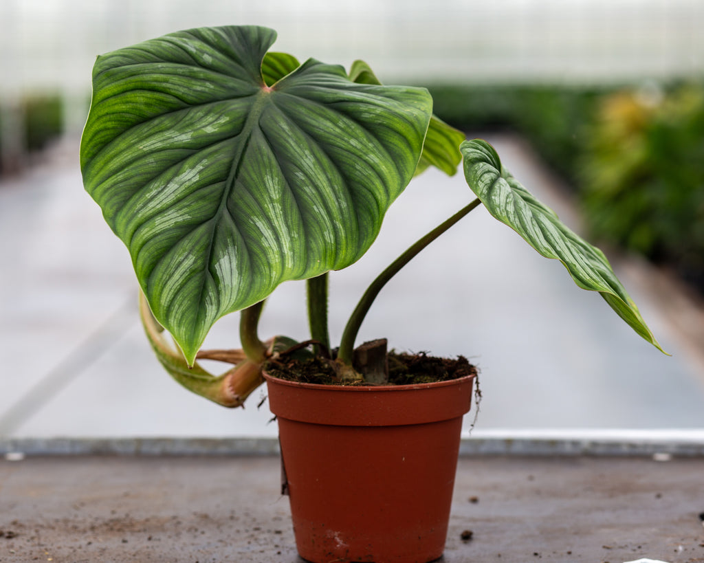 philodendron plowmanii care Philodendron plowmanii – Beautiful Tropical Plant – Available Beginning of May – Plantlovers