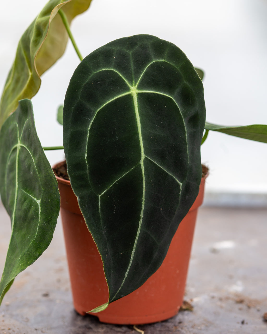 182 nigrolaminumニグロナミナム　アンスリウム　Anthurium Anthurium nigrolaminum gigante x Anthurium papillilaminum