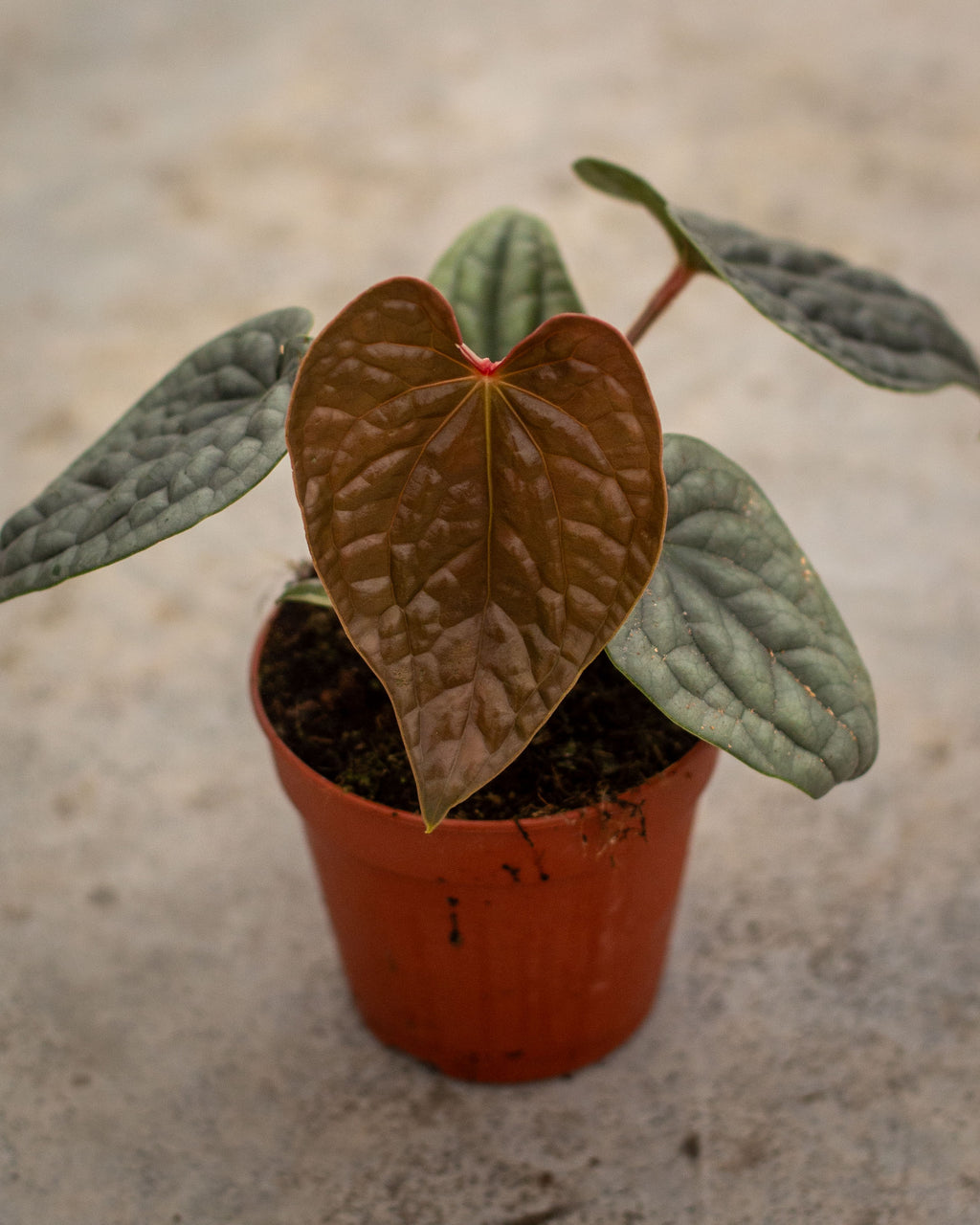 anthurium prix de vente Anthurium Luxurians – Plante tropicale exotique avec un feuillage luxueux – Plantlovers