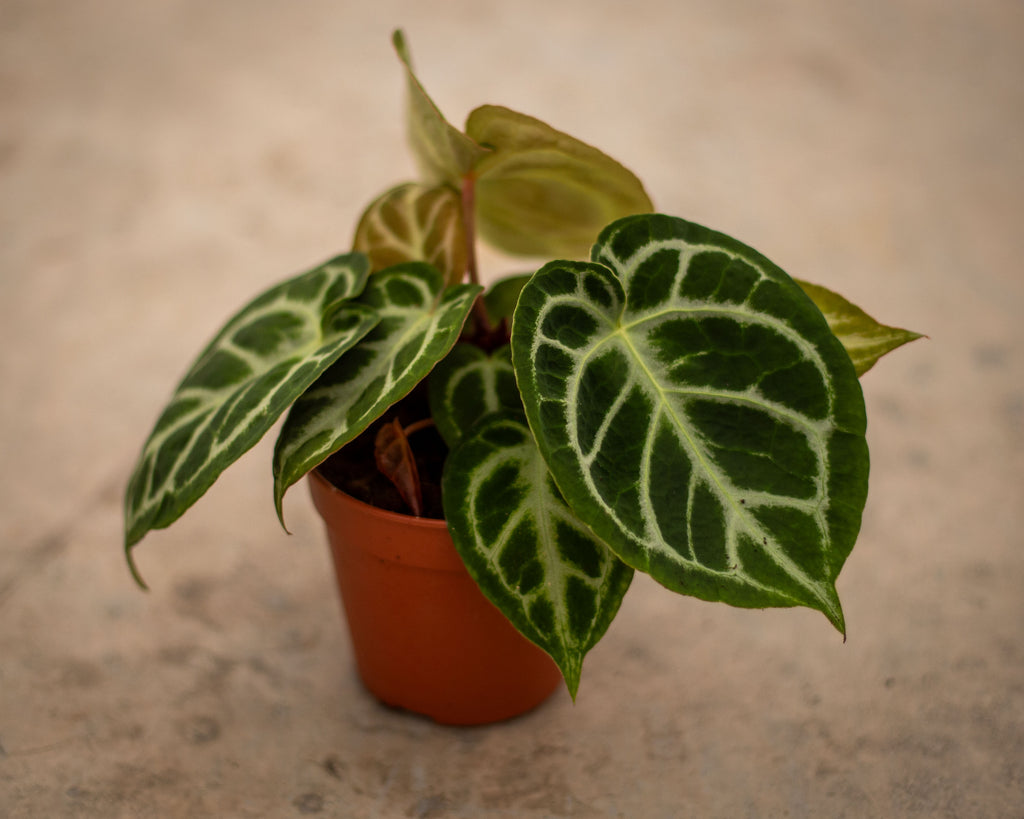 anthurium silver blush Anthurium Silver Blush – Elegant Tropical Plant with Silver Foliage –  Plantlovers