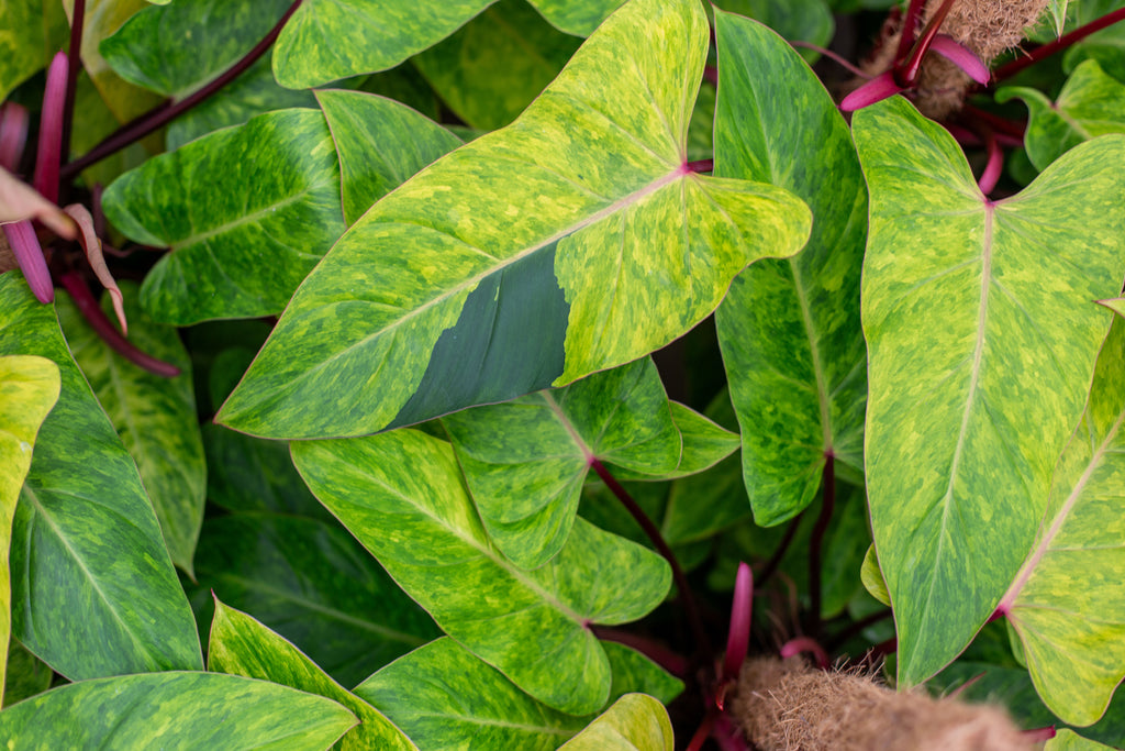 philodendron medisa vs painted lady Philodendron Medisa