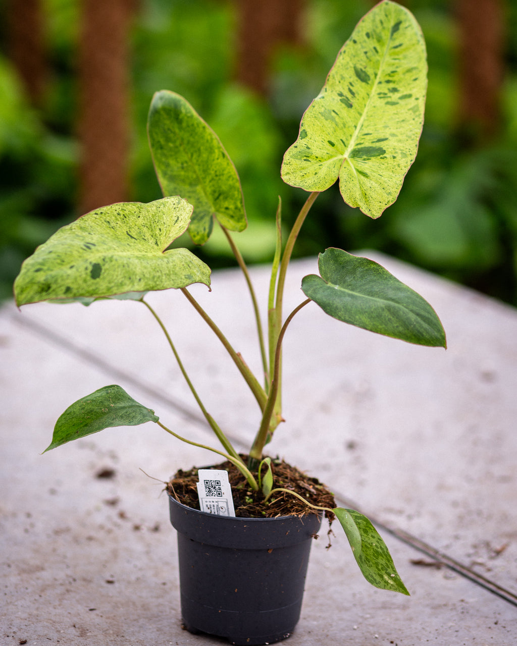 Philodendron Paraiso Verde – Rare Aroid with Bold Marbled Leaves