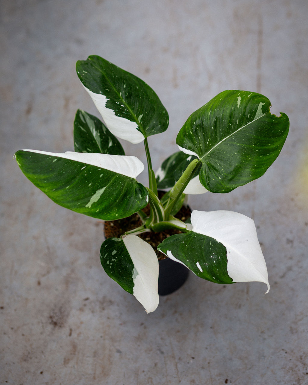 Philodendron 69686 – Rare Aroid with Deeply Lobed Leaves