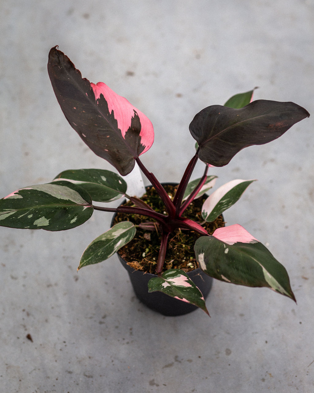 Philodendron Pink Princess – Plantlovers