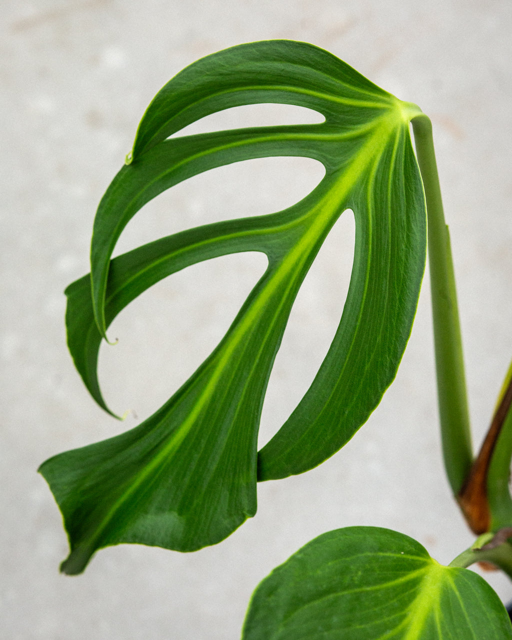 Monstera Burle Marx Flame | 12cm Pot | Unique Houseplant | Plantlovers