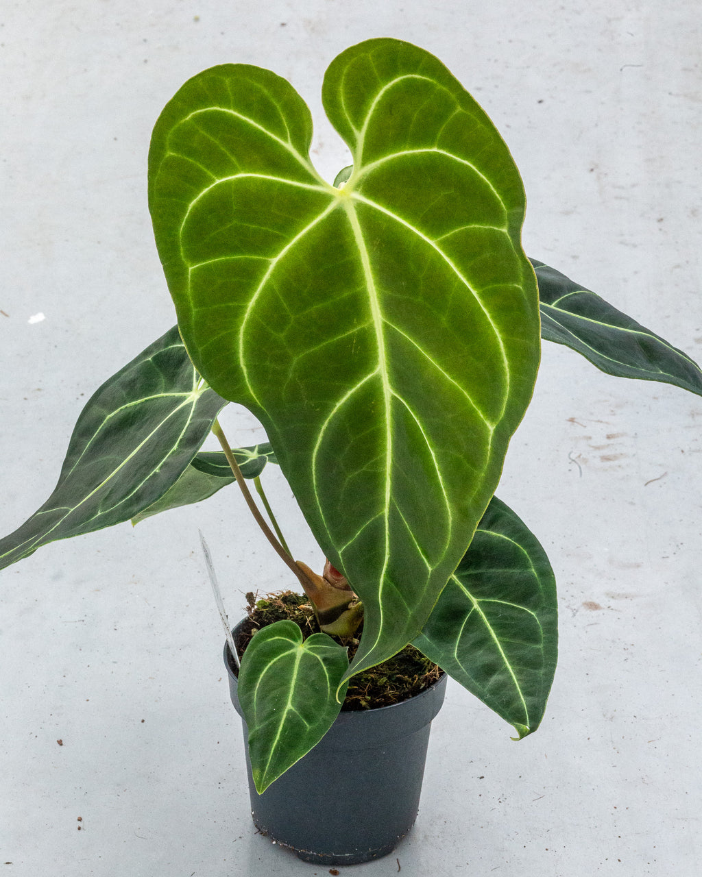 Anthurium Regale – Rare Tropical Beauty – Available in 6 cm and 12