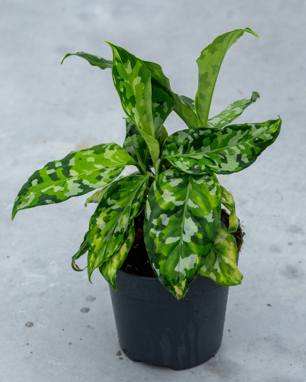 Aglaonema pictum 'Tricolor' – Pot Size 12 (Premium Collector's