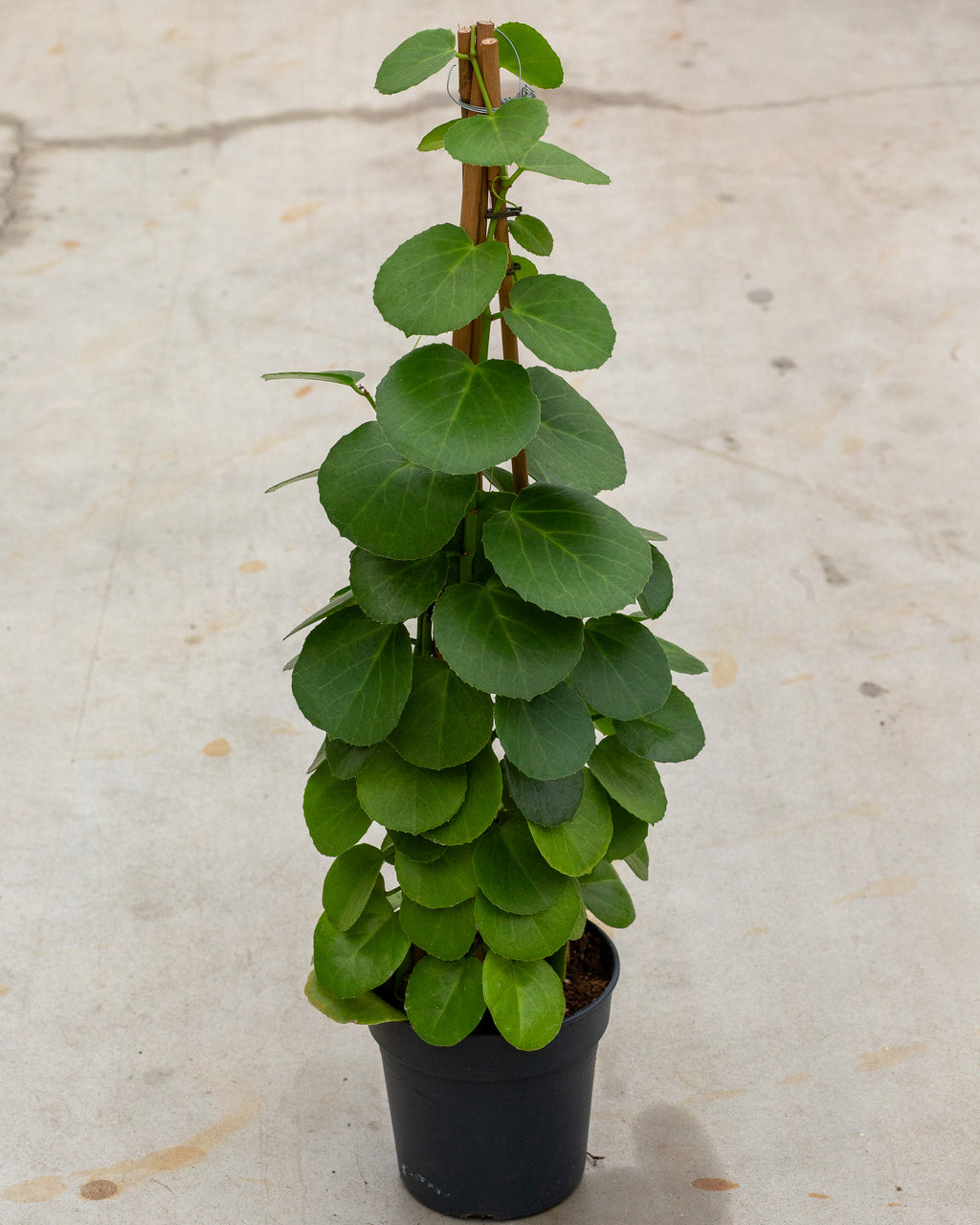 Cissus rotundifolia – Pot Size 17 (≈70 cm, Bamboo-Trained) – Plantlovers