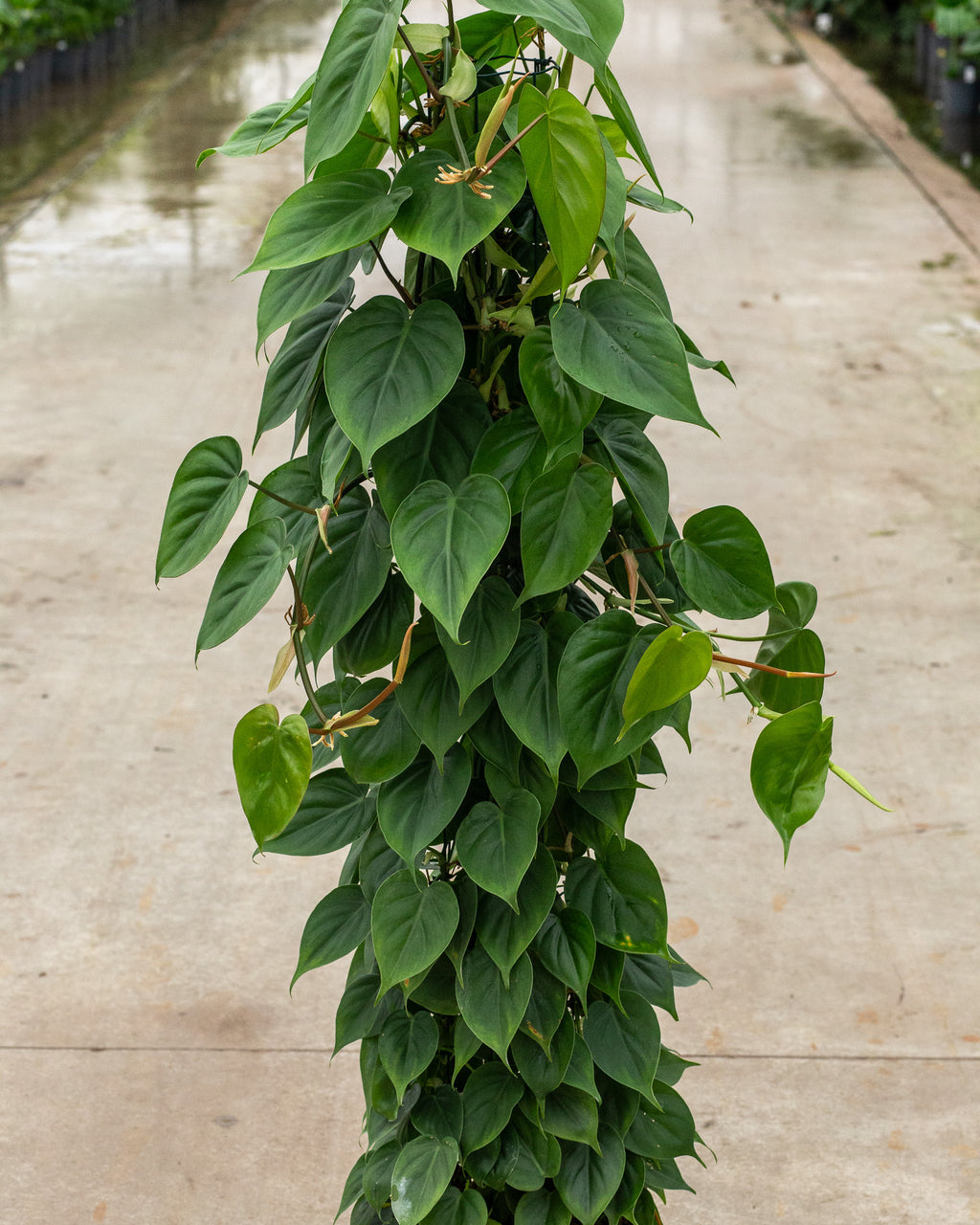 philodendron scandens cuidados Philodendron scandens – Poste metálico de 120 cm (cultivo en tierra) – Plantlovers