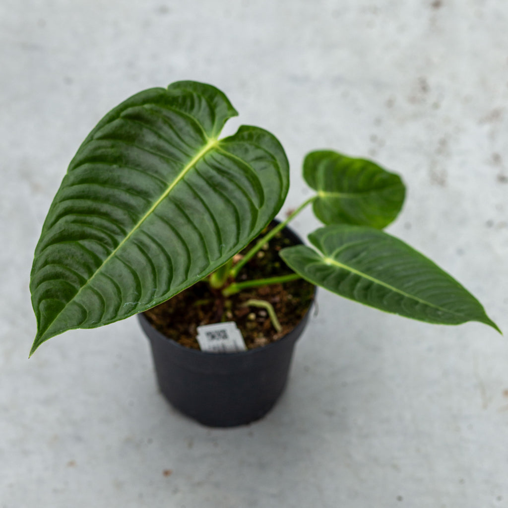 Anthurium veitchii - Topfgröße 6 cm - Tropische Schönheit