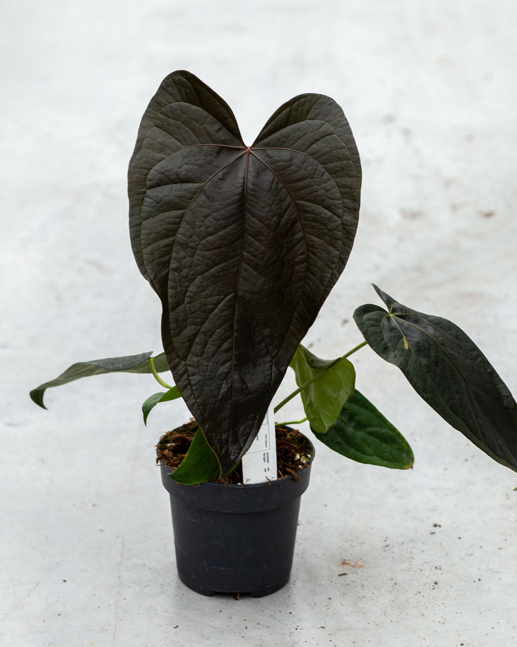 Anthurium “Queen of Hearts” – Pot Size 12 – Plantlovers