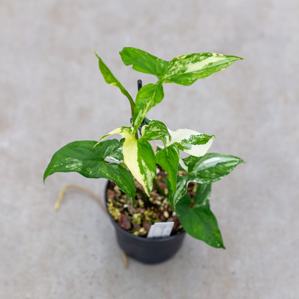 syngonium podophyllum albo variegata pflege Syngonium podophyllum 'albo variegata' – Plantlovers