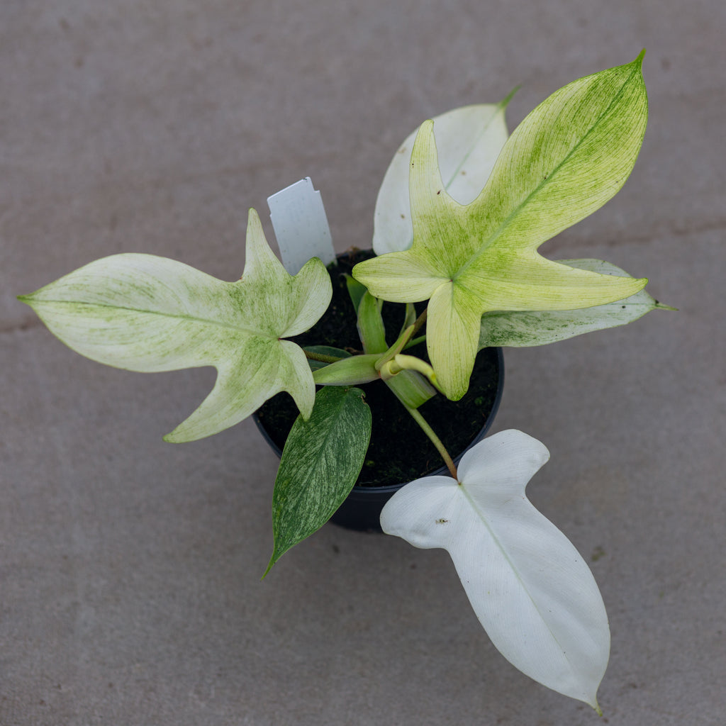 philodendron black beauty Black Gold Philodendron – Plant Detectives main image 0