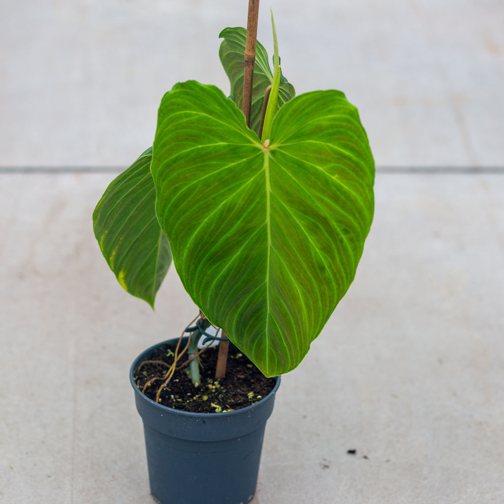 philodendron splendid vs verrucosum ShShop Philodendron Splendid