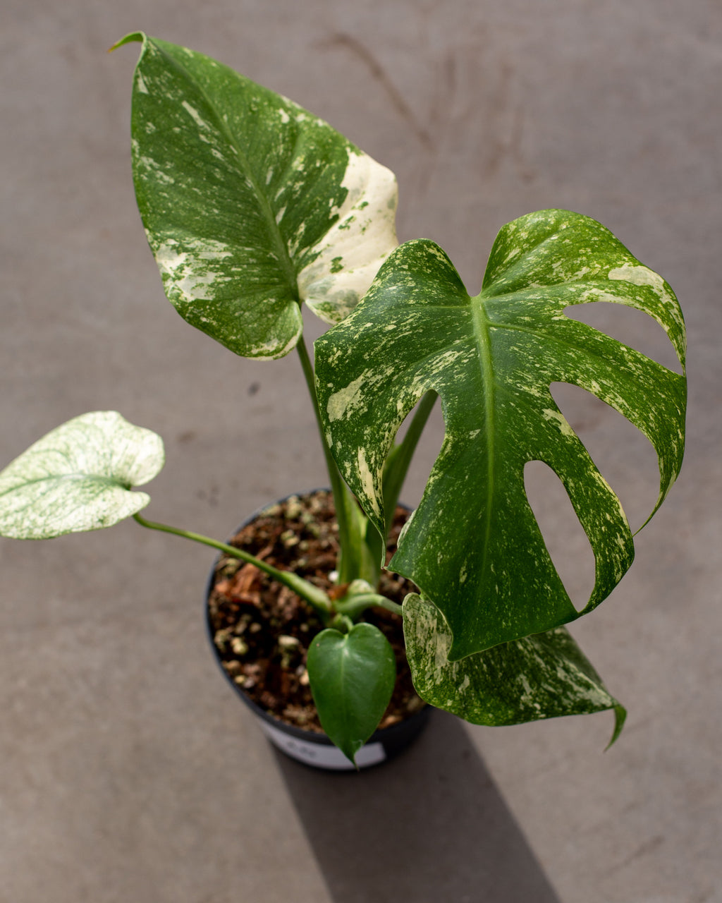 Monstera deliciosa 'Mint' – Rare Tropical Plant with Mint-Green