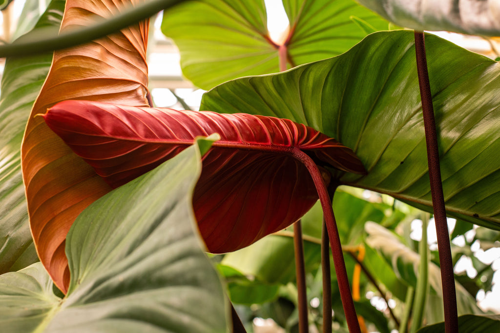 Philodendron lynamii – Plantlovers