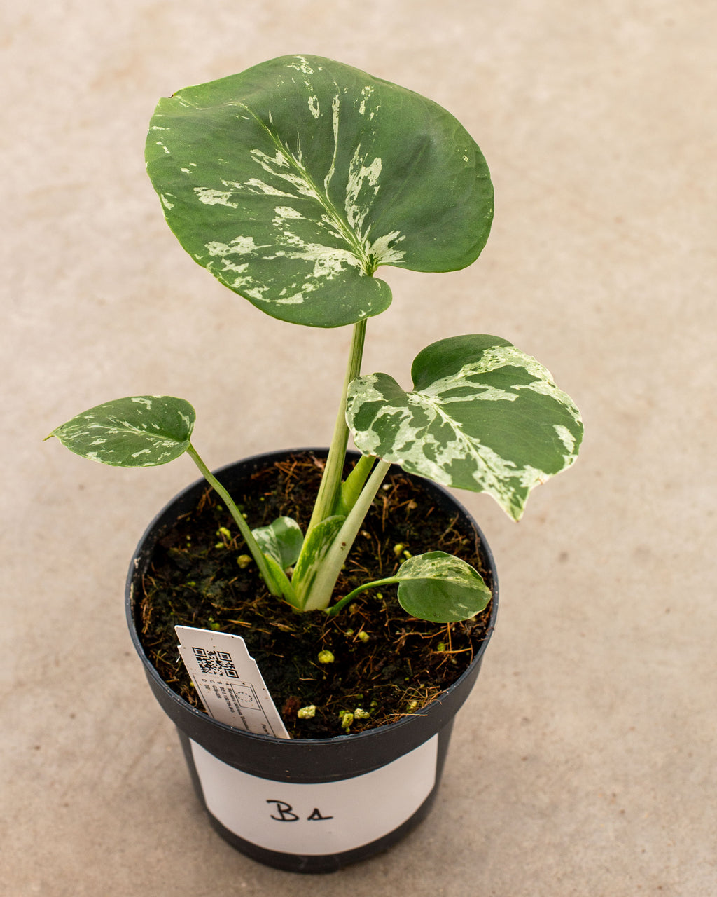 Monstera deliciosa 'Bulbasaur'  variegated Monstera  pot 12  Plantlovers