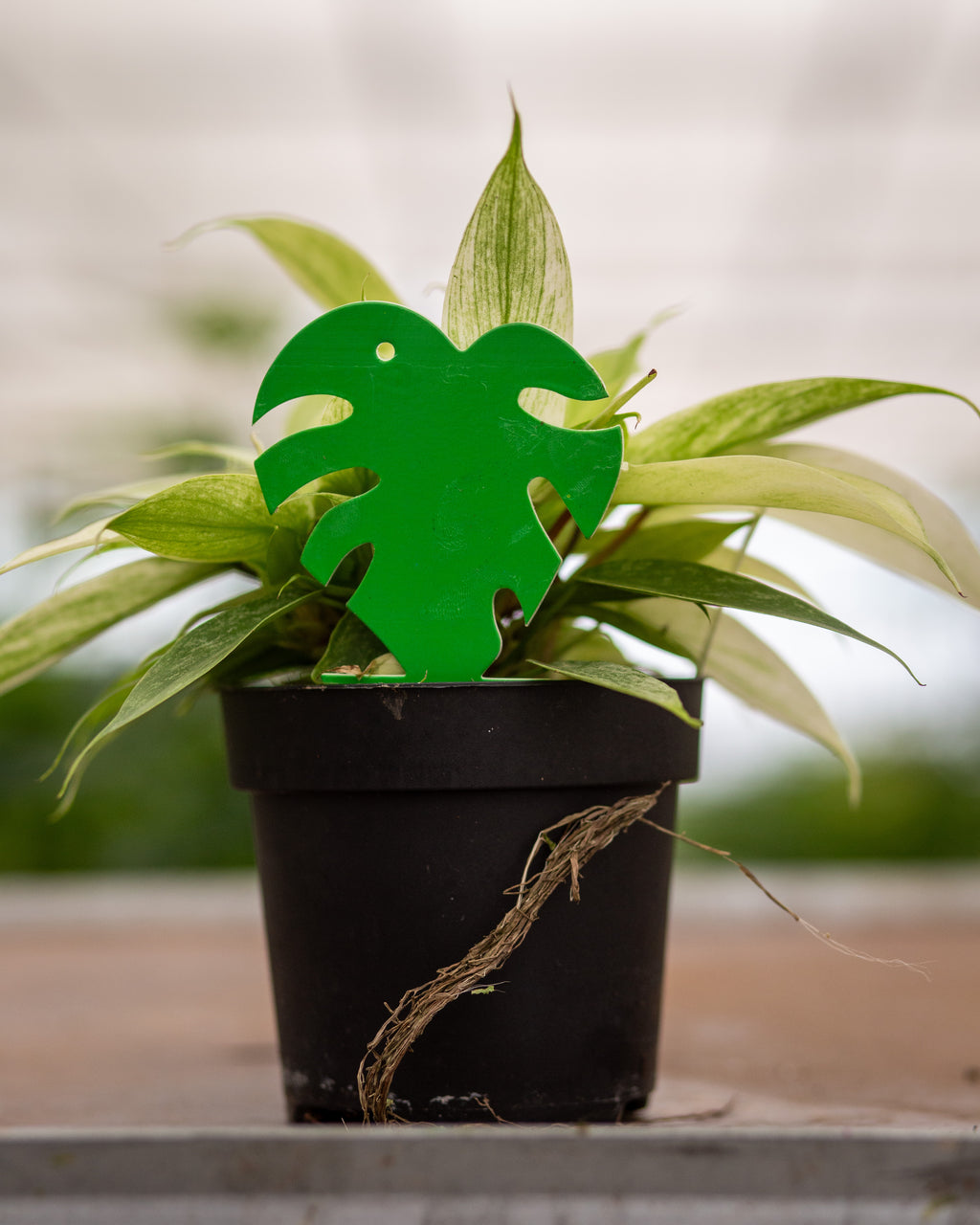 Monstera Sticky Traps | Fungus Gnat Control