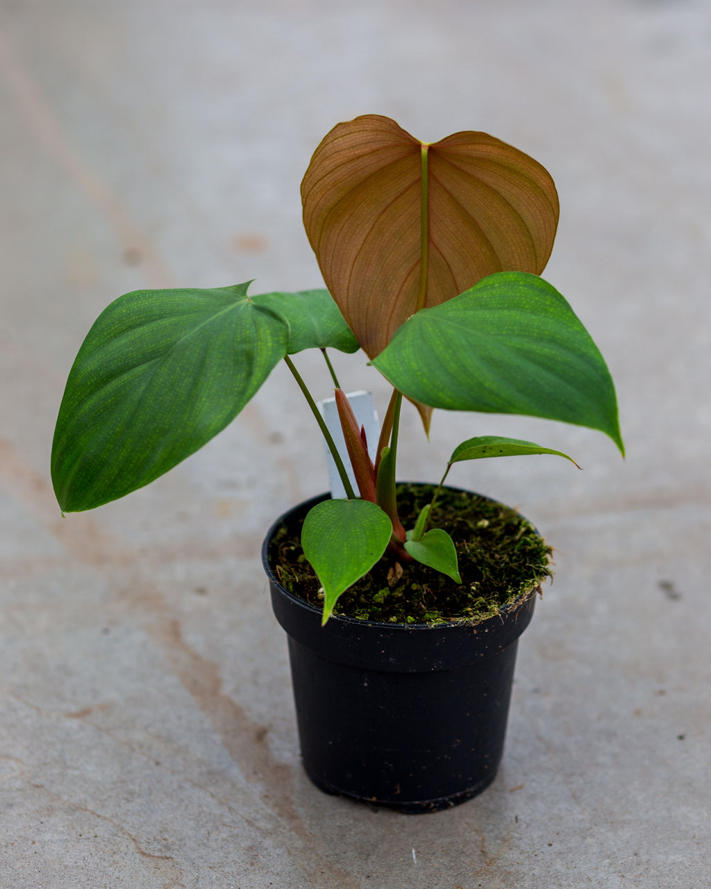 philodendron lynamii mature Philodendron lynamii – Plantlovers