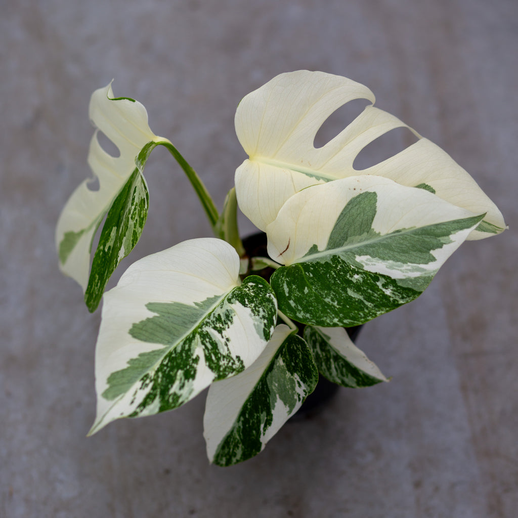 albino monstera for sale near me Monstera Variegata (Snow White)