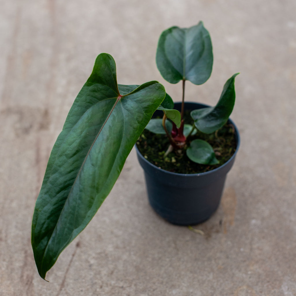 Anthurium Nigrolamiium Seedling | Unique Houseplant