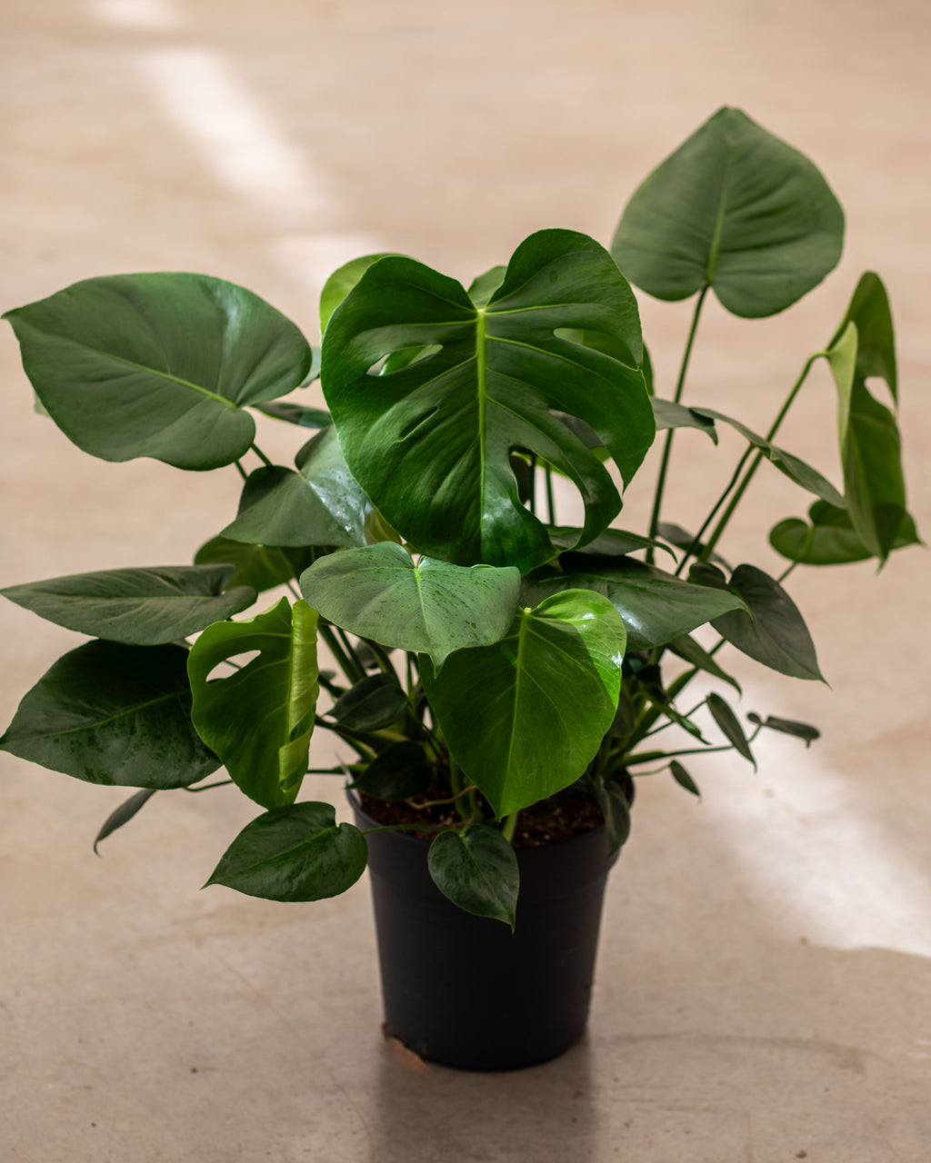 Buy Full Monstera Deliciosa Large Form Bush (3 Plants) – Plantlovers