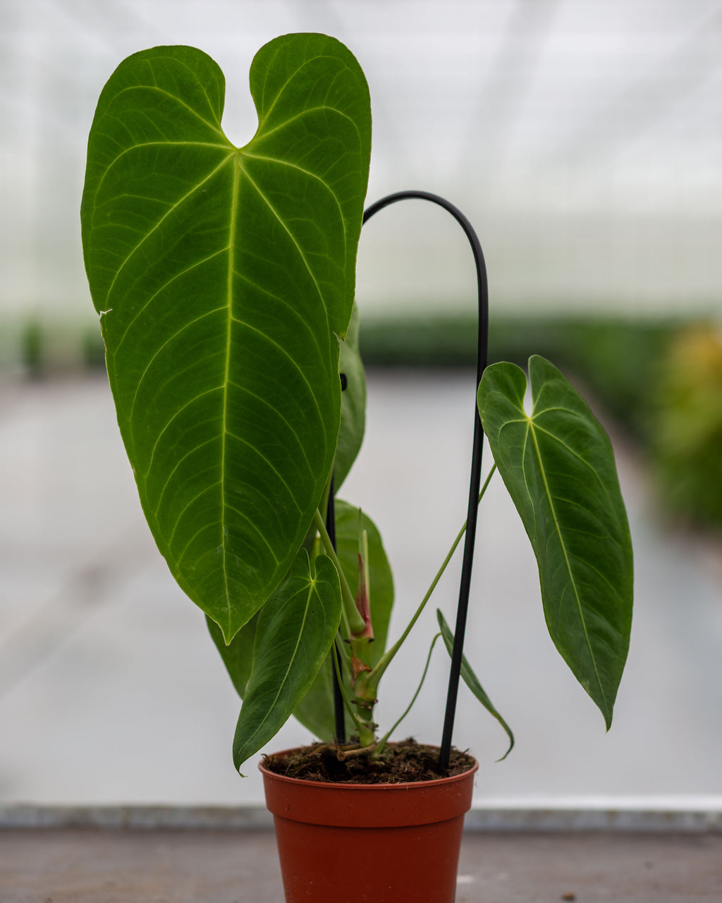 anthurium temperature range Anthurium Queremalense – Rare Tropical Beauty – Available in 12 cm Pot – Plantlovers