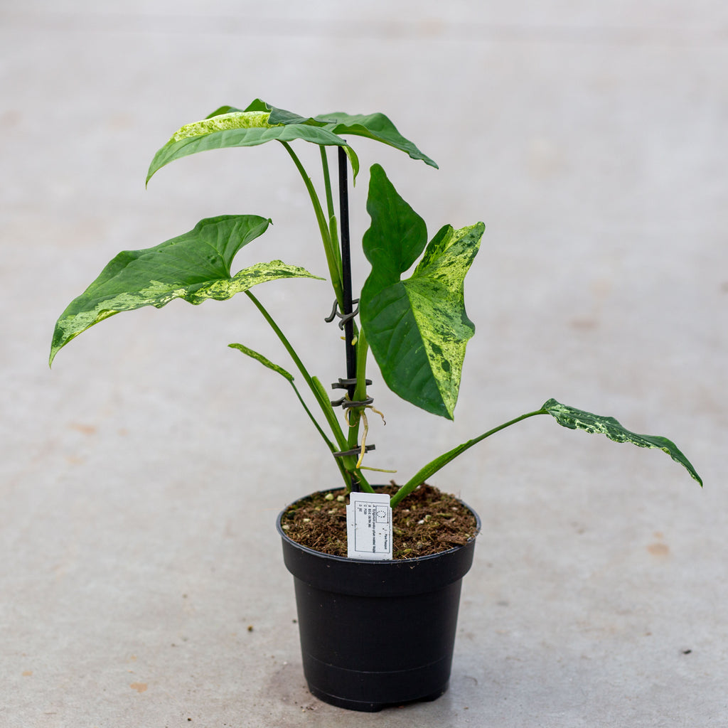 Syngonium podophyllum 'mottled mojito' – Plantlovers